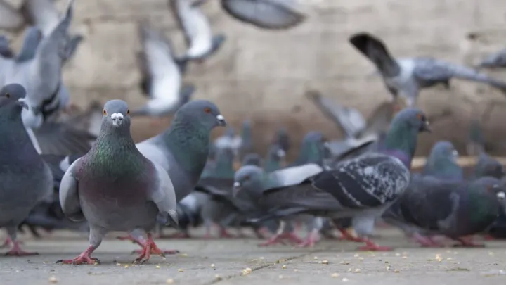 How to get rid of Pigeons