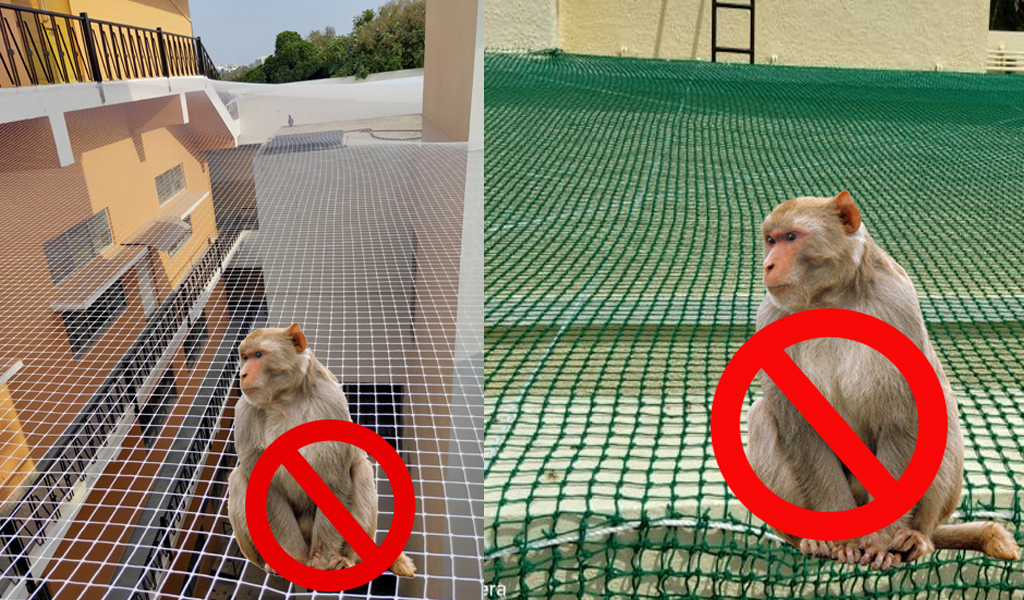  HOW TO KEEP MONKEYS OUT OF YOUR HOME
