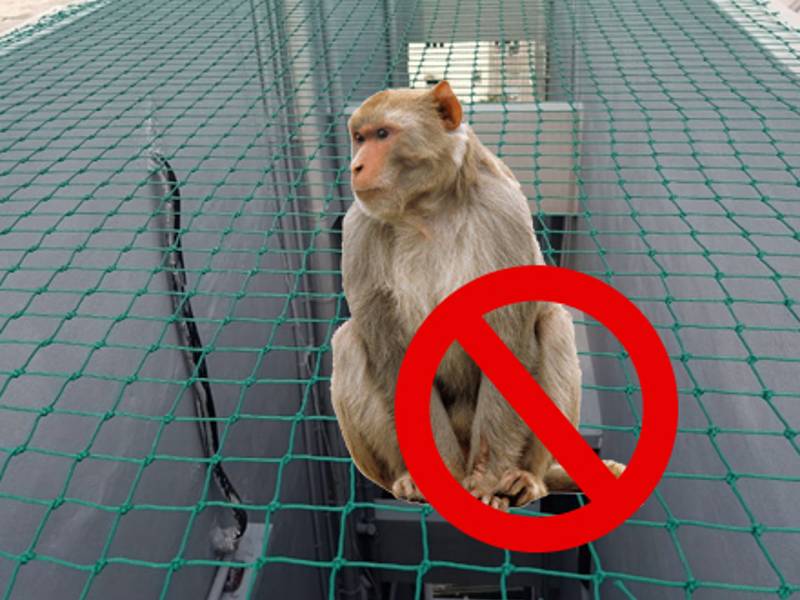 WHAT  IS THE BEST WAY TO KEEP MONKEYS AWAY FROM YOUR SURROUNDINGS
